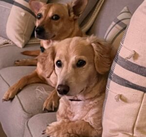 Two dogs sitting together on a couch.